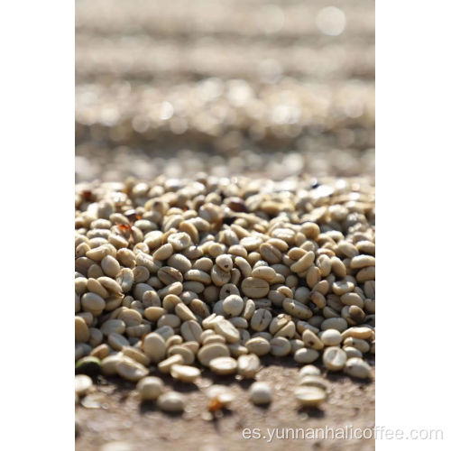 Judías verdes Hali Catimor